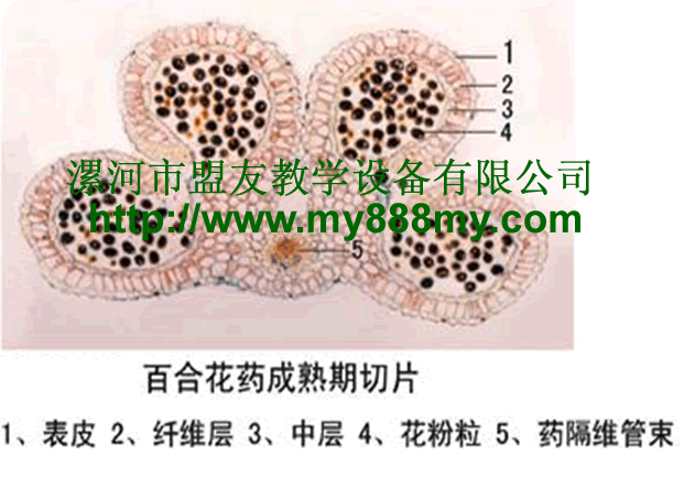 The Slice of  the Lily mature anther