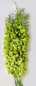 resh cut orchids flower wholesale, Dendrobium : Bu