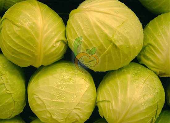 Egyptian Fresh Iettuce & quot; Iceberg & quot;