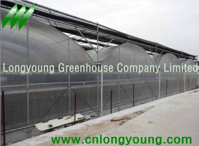 Plastic Film Multi-Span Greenhouse from longyoung 