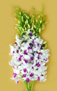 Fresh cut orchids flower wholesale, Dendrobium : D