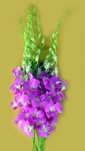 Fresh cut orchids flower wholesale, Dendrobium : Q