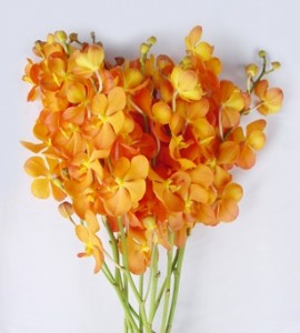 Fresh cut orchids flower wholesale, Mokara new ora
