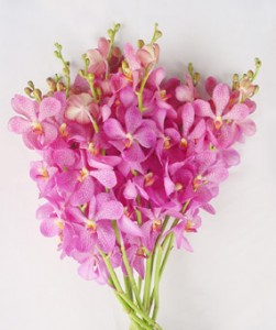 Fresh cut orchids flower wholesale, Mokara jub kua
