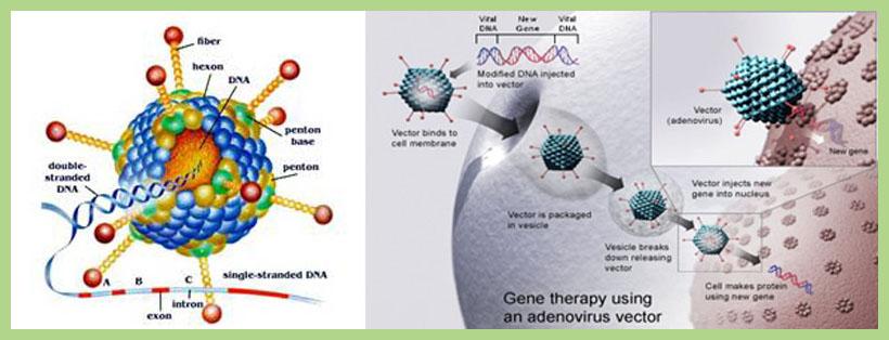 Adenovirus service