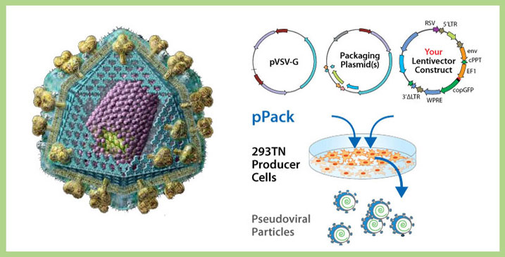 Lentivirus service