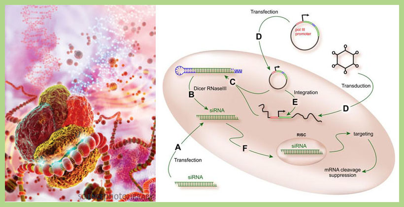 RNAi service