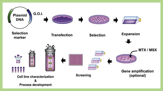 Stable cell line generation