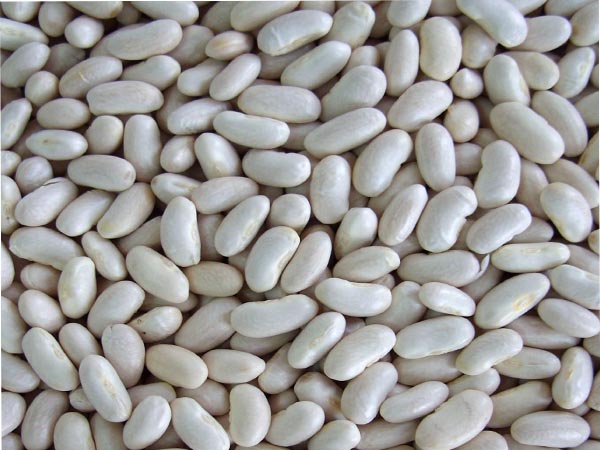 White Kidney Beans/ Chinese dried beans