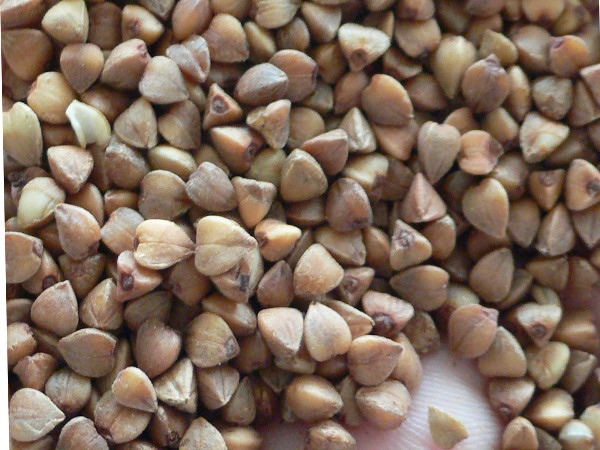 Chinese New Crop Roasted Buckwheat Kernels