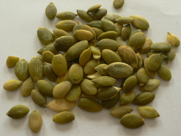 Pumpkin Seed Kernels- Shine Skin Or Snow White Typ