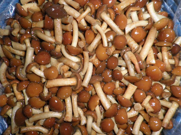 Brined Champignon Mushroom, Oyster Mushroom, Namek