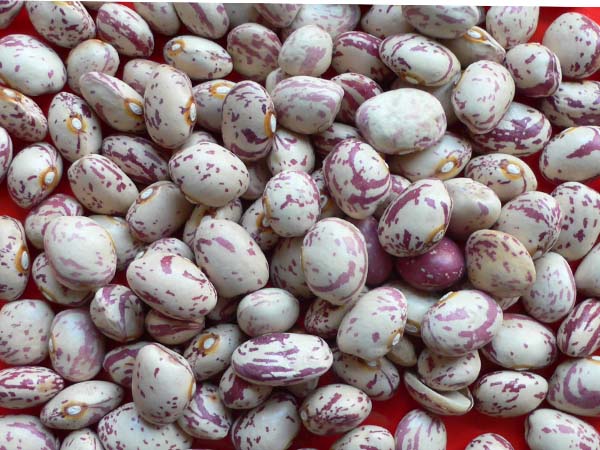 Light Speckled Kidney Beans