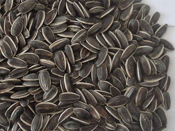 Chinese Sunflower Seeds, Inner Mongolia Origin.