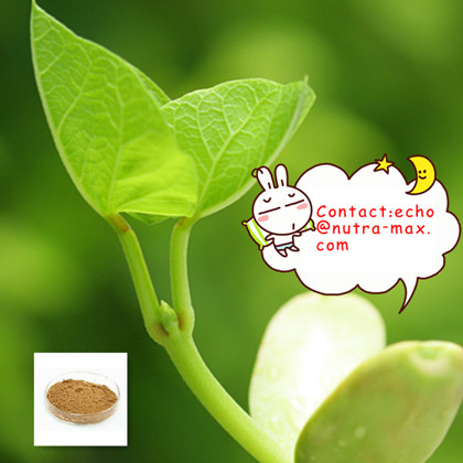 Indigowoad Leaf Extract 5:1Indigowoad Leaf Extract