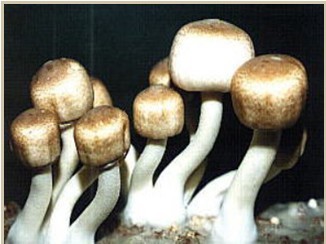 Agaricus Blazei Extract-Polysaccharides & Steroids