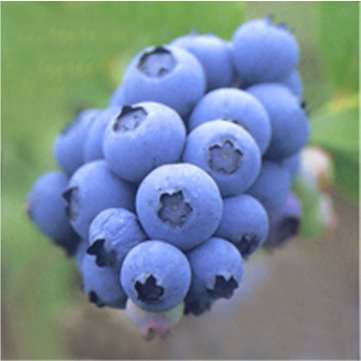 Blueberry Extract-Anthocyanidin