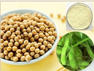 Soybean Extract- Isoflavones