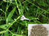 Andrographis Paniculata Extract (Andrographolides) 10%