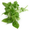 Basil (Tulsi) Extract