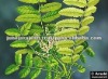 Boswellia serrata Extract 65% Boswellic Acid