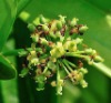 Cissus(Quandrangularis) Extract 2%,5%,10%,20%,40%