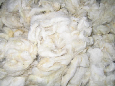 Tannery Wool