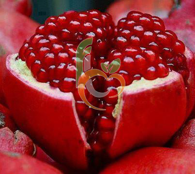 Pomegranates From Egypt 