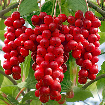 Schisandra Extract