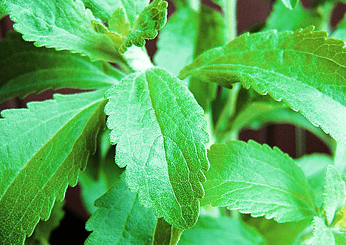 Stevia Extract