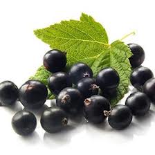 Black Currant Extract- Anthocyanidins 