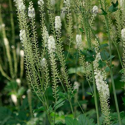 Black Cohosh P.E.