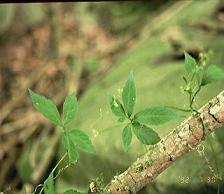 Gynostemma Pentaphylium P.E.  