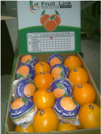 Fresh Navel Oranges by Fruit link 