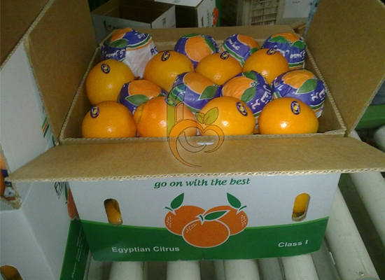 Egyptian fresh Navel Orange by fruit link 