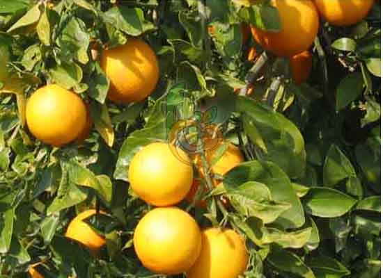 Fresh Egyptian Baladi Oranges