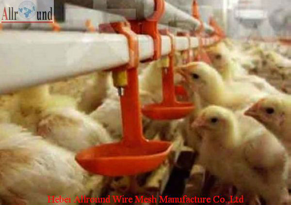 Day old chicks cage from chin