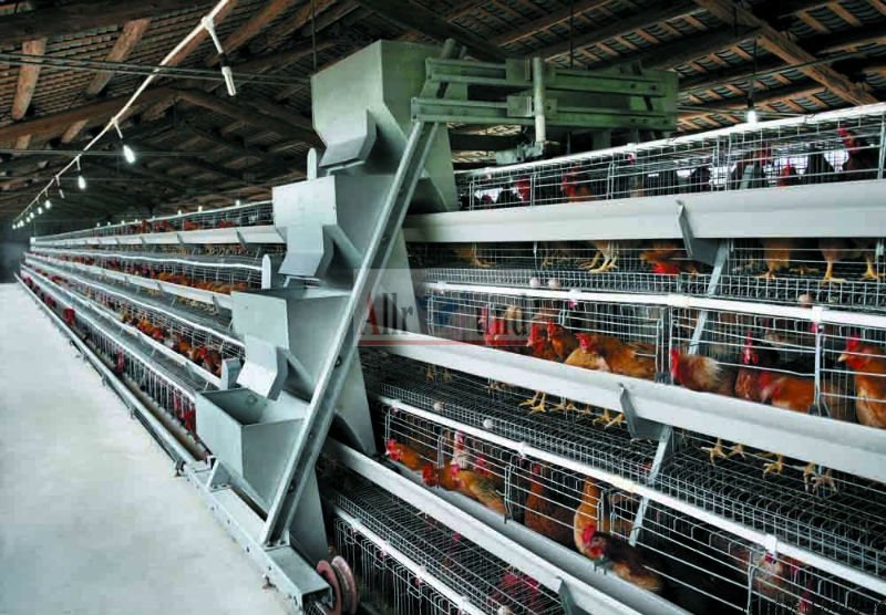 Hen Egg Battery Cage for Poultry 