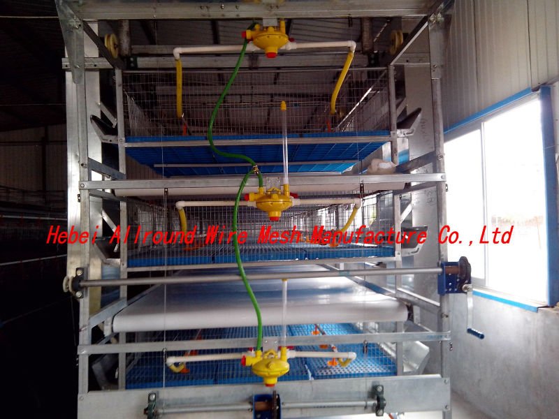 automatic broiler chicken farm 