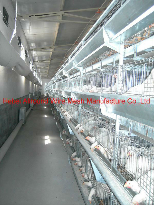 broiler rearing cage 