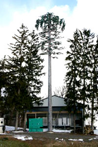 Tree Masts for Cellular Sites