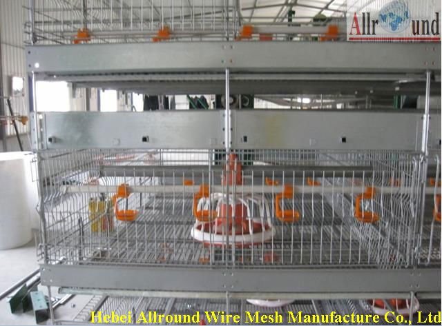 Broiler breeder cages 