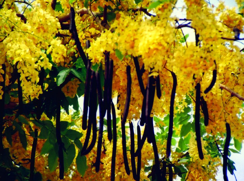 AMALTAS