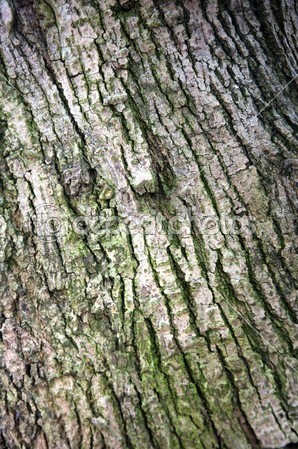 BANYAN BARK