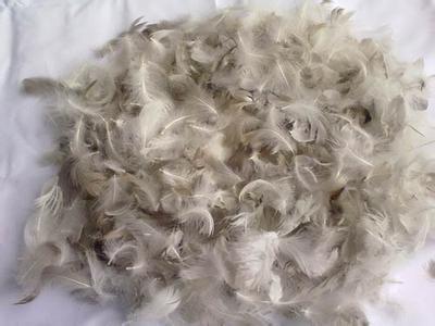 Washed gray goose feather 4-6cm
