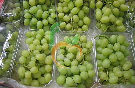 Fresh Egyptian Superior Grapes 