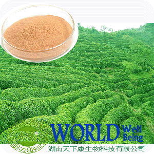 98% Tea Polyphenol Green Tea Extract Powder EGCG 