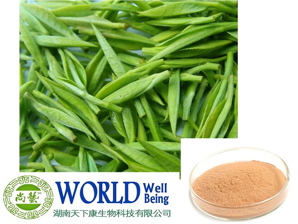 100% Nutural Green Tea Extract Powder With Tea Polyphenols And EGCG