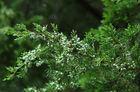 Pure Chinese Weeping Cypress Leaf , Chinese Herbal Medicines