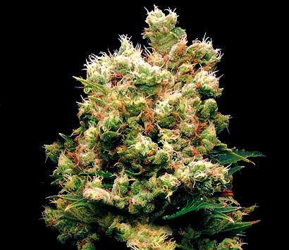 Cocaine,Kush,medical marijuana,cannabis,heroin and other drugs available